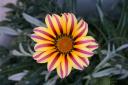flower032508.jpg