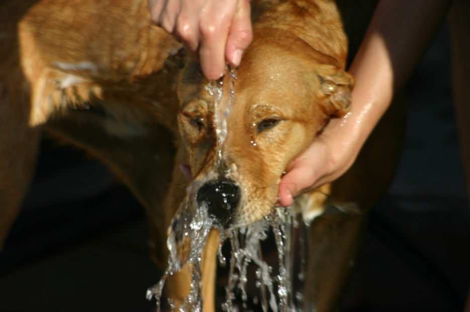 scout-092108.jpg