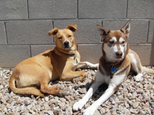 dogs1-042509