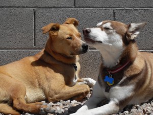 dogs2-042509