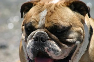bull-dog-san-carlos-052409