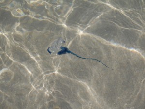 jelly-fish-san-carlos