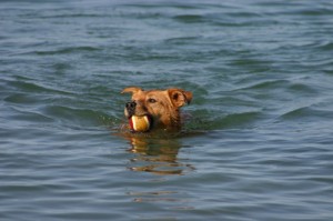 scout-retrieves