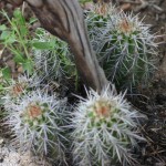 mt-lemon-cactus