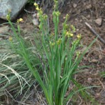 mt-lemon-iris-or-something