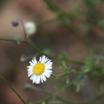 wildflowers-mt-lemon-1