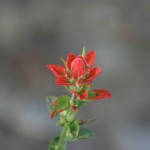 wildflowers-mt-lemon-21
