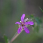 wildflowers-mt-lemon-3