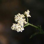 wildflowers-mt-lemon-4