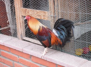 dr-vargas-new-rooster-011810