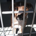 dog3