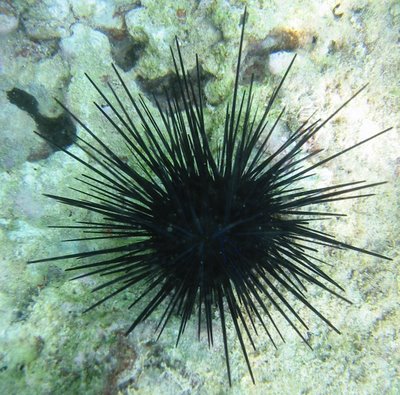 sea-urchin