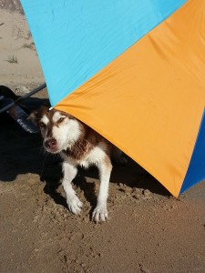 kino playa 11