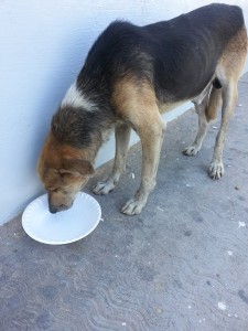 street dog